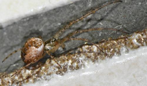 Metellina sp.